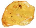 Good-Sized Fossil Fly (Diptera) In Baltic Amber #69272-1